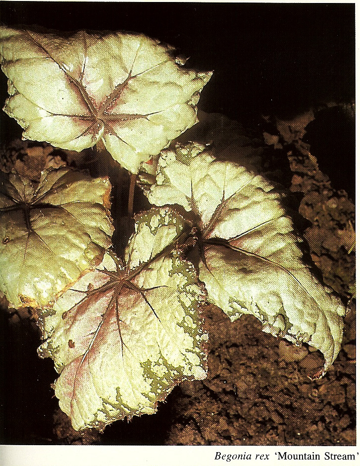 B. ‘Mountain Stream’
